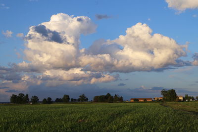 Scenic view of agricultural field against sky