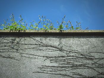 Low angle view of plants against sky