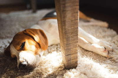 Dog resting on carpet at home