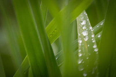 Close-up of wet plant leaves