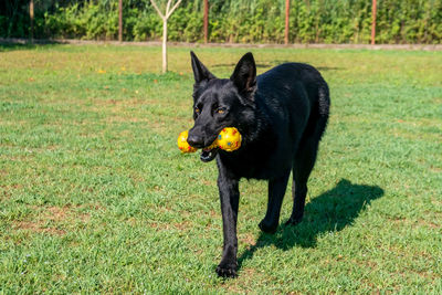 Portrait of black dog on field