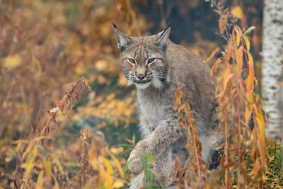 Portrait of cat lying on field