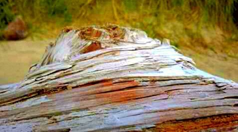 Close-up of tree trunk in forest