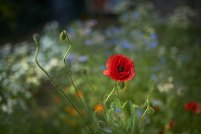 Close-up of red poppy flowers on field