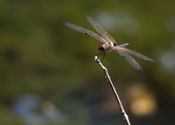 Close-up of damselfly on plant