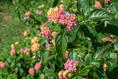 Close-up of flowering plants