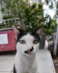 Close-up portrait of a cat