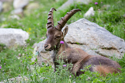 Ibex in a field