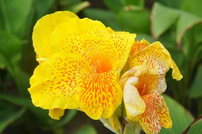 Close-up of yellow flower