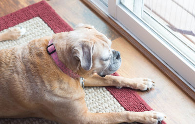 High angle view of dog looking through window while sitting on carpet