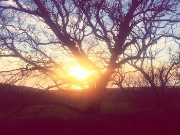 Trees against sky during sunset