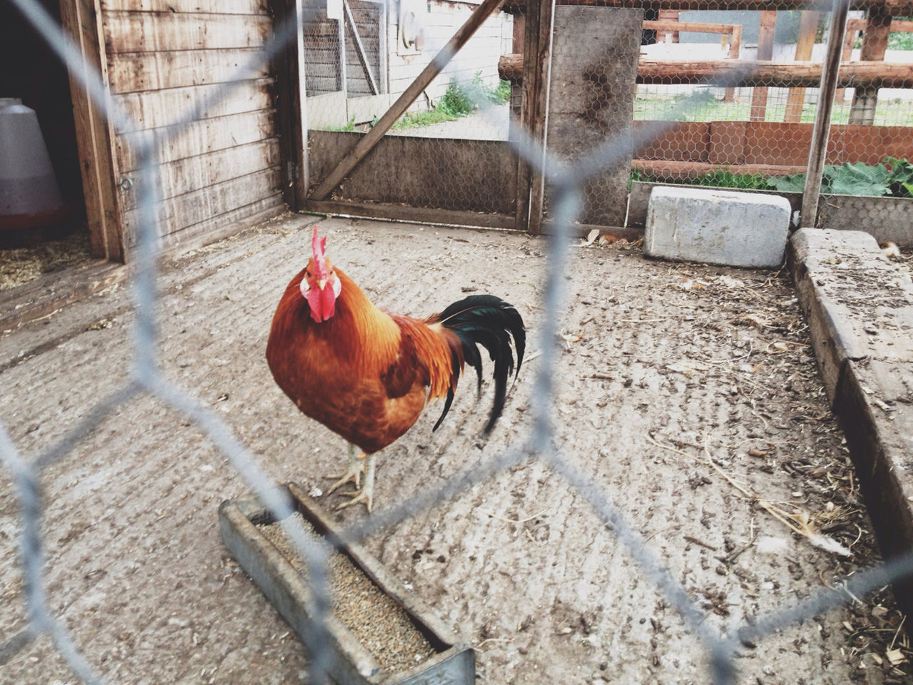 animal themes, domestic animals, one animal, mammal, livestock, pets, fence, animals in captivity, standing, chicken - bird, zoology, sunlight, full length, dog, brown, rooster, day, vertebrate, side view, no people