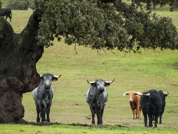 Horses on field