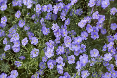 Natural vegetable texture from a variety of small blue flax flower