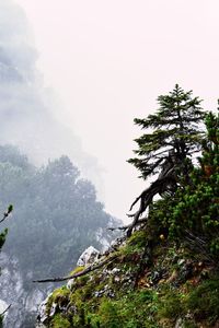 Tree on mountain against sky