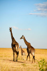 Giraffe on field against sky