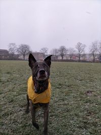 Dog running on field