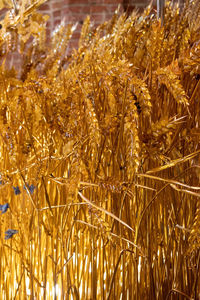 Full frame shot of crops