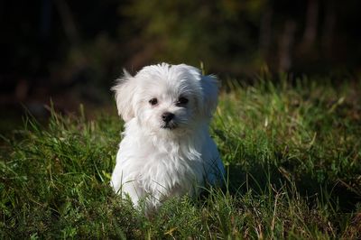 Portrait of dog on grassy field