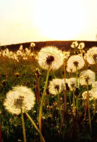 Close-up of dandelion flowers