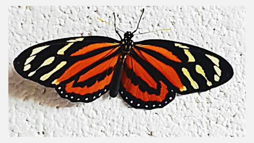 Close-up of butterfly