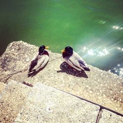 Full length of woman standing on wall