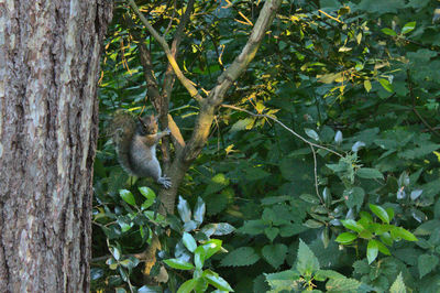 Monkey in a forest