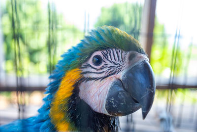 The young macaw was loving and tamed with my touched hand.