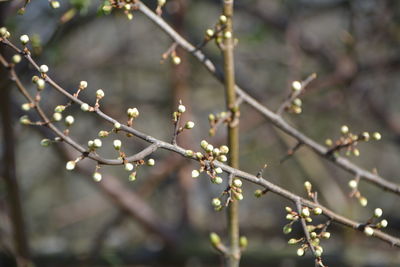 Close-up of white flowering plant