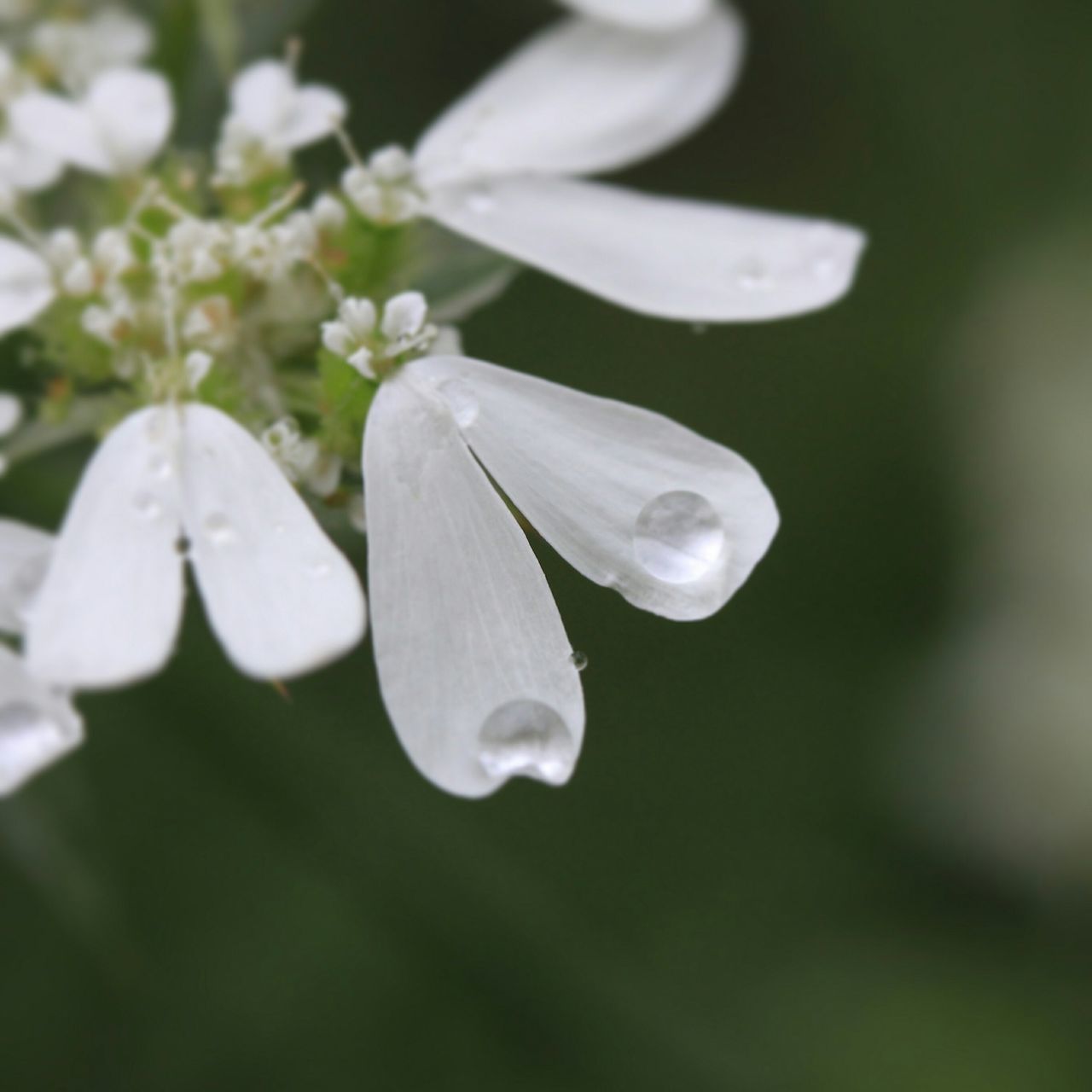 flower, freshness, fragility, petal, growth, close-up, beauty in nature, flower head, focus on foreground, nature, white color, drop, water, plant, selective focus, blooming, wet, in bloom, pollen, single flower