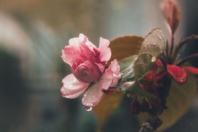 Close-up of pink flowers