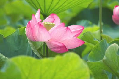 Close-up of pink lotus water lily