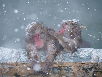 View of an animal during winter