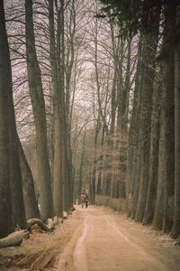 Road amidst trees in forest