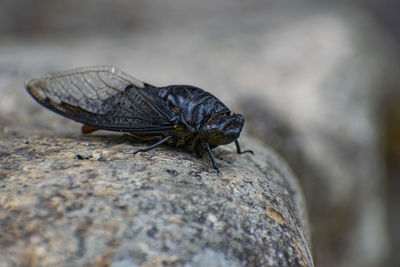 Close-up of insect on rock