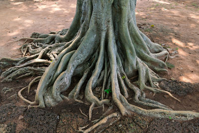 High angle view of tree roots
