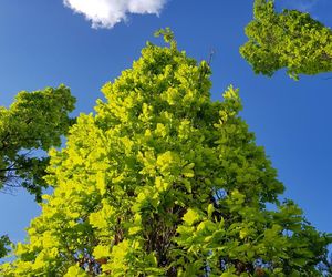 Low angle view of tree against blue sky