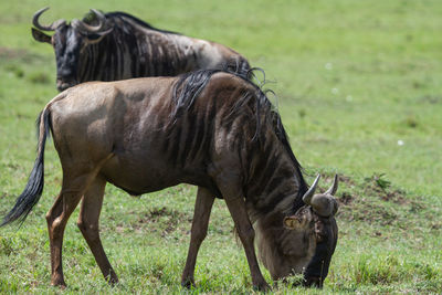 Wildebeest grazing in a field