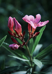 Close-up of pink flowering plant