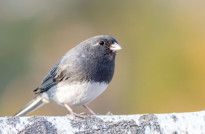 Close-up of bird perching outdoors