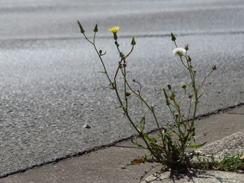 Close-up of yellow flowering plant