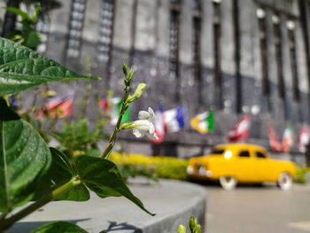 Close-up of plant growing by road in city