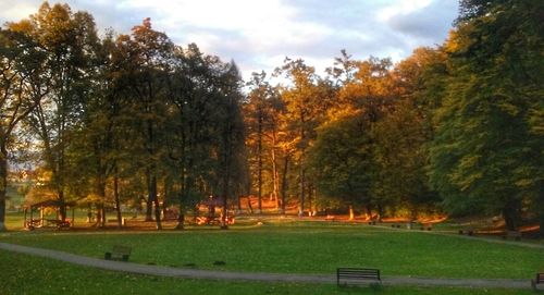 Trees in park during autumn