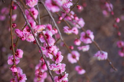 Close-up of pink cherry blossoms in spring