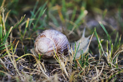 Helix pomatia, roman snail crowling outdoors in summer park