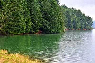 Scenic view of lake in forest against sky