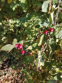 Close-up of red berries on tree