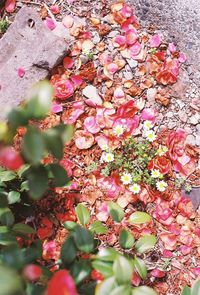 Close-up of pink flowers