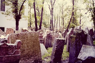 Reflection of trees in water