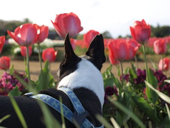 Close-up of dog against plants